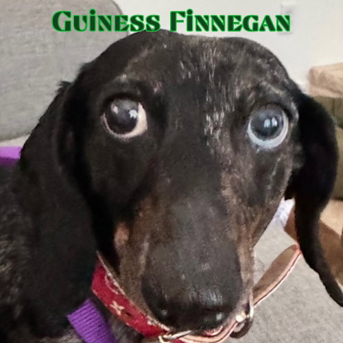 Guinness Finnegan photo 5