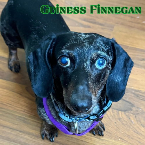 Guinness Finnegan photo 6