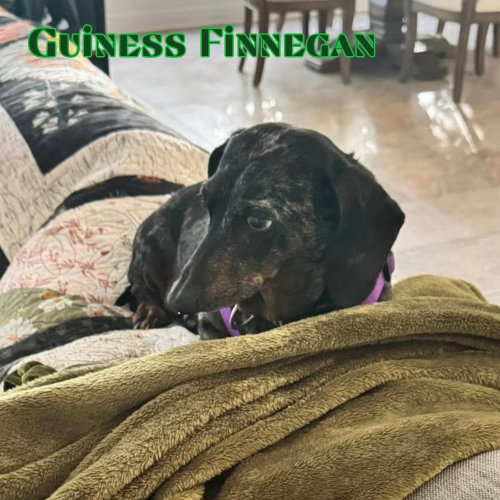 Guinness Finnegan photo 2