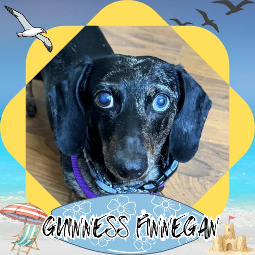 Guinness Finnegan