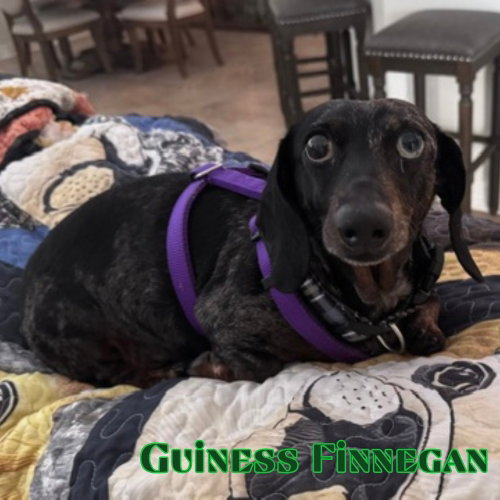 Guinness Finnegan photo 3