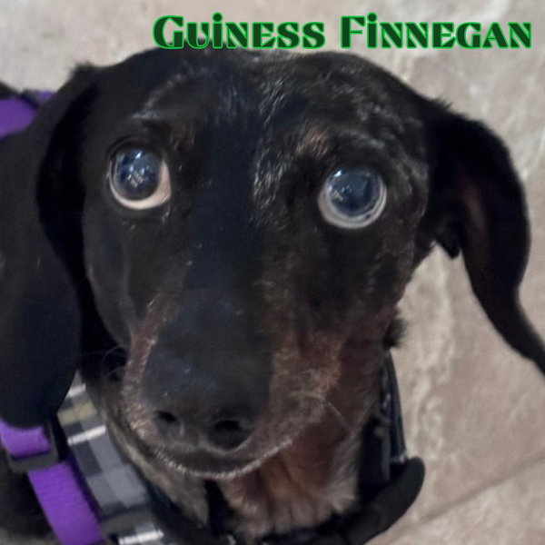 Guinness Finnegan
