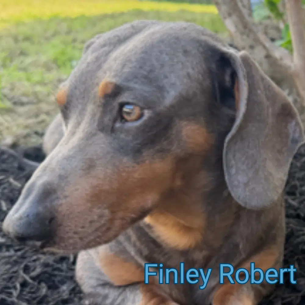 Finley Robert image 4