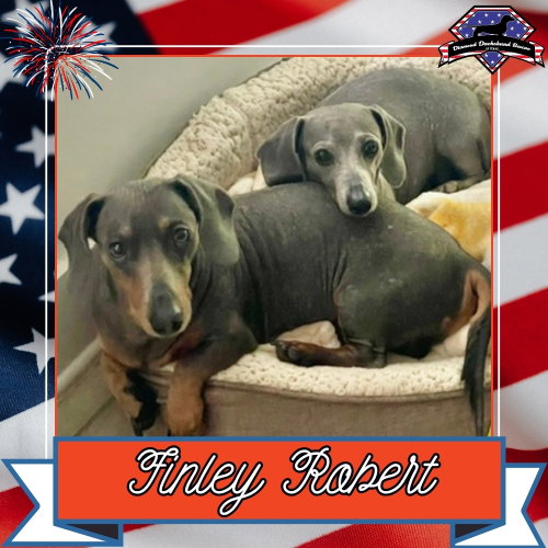 Finley Robert+, an adoptable Dachshund in San Antonio, TX