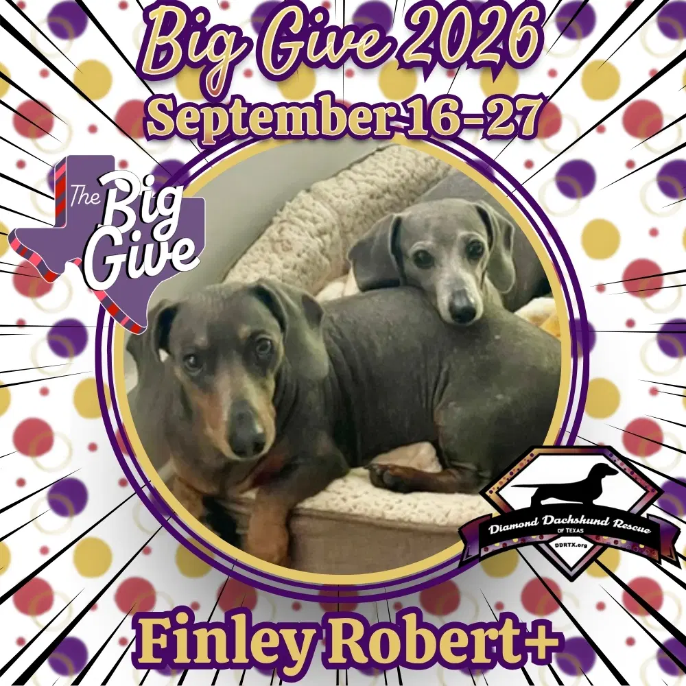 Finley Robert - Dachshund