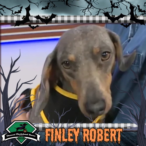 Finley Robert+, a dog for adoption from Diamond Dachshund Rescue of Texas