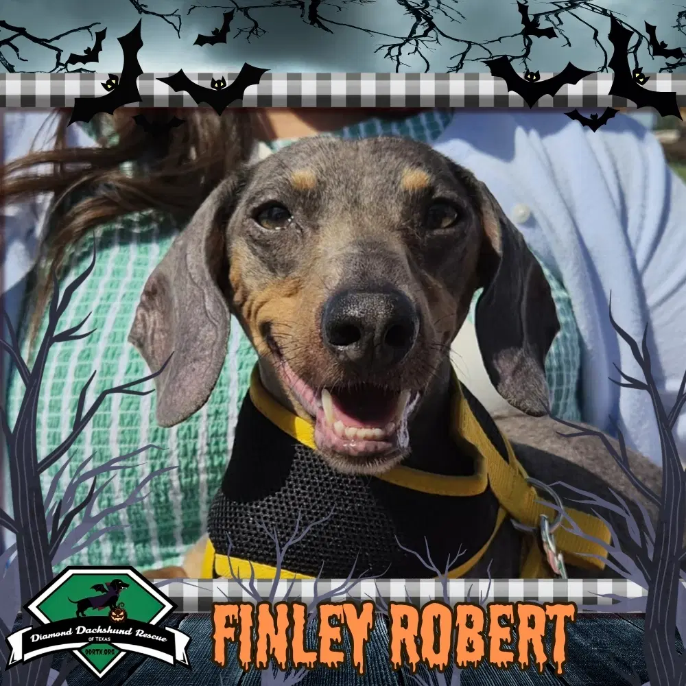Finley Robert - Dachshund