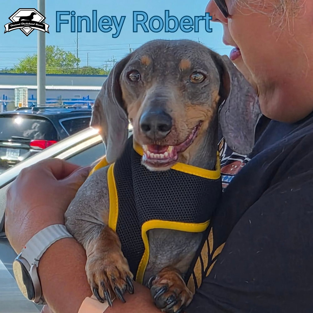 Finley Robert+, photo 3