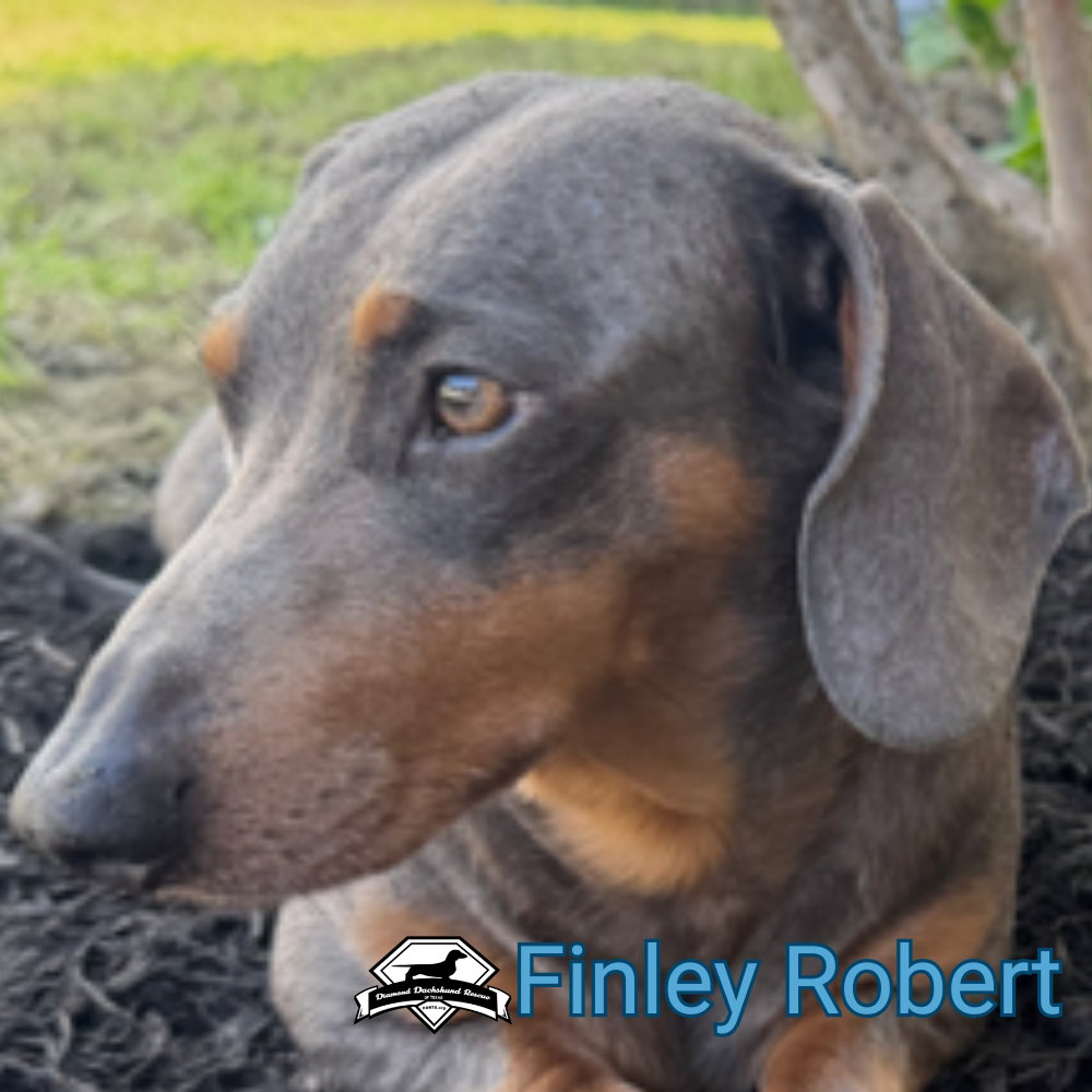 Finley Robert+, photo 5