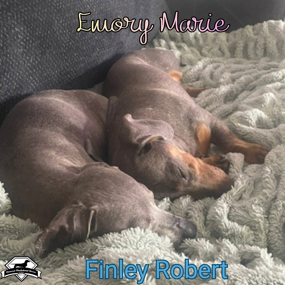 Finley Robert+, photo 6