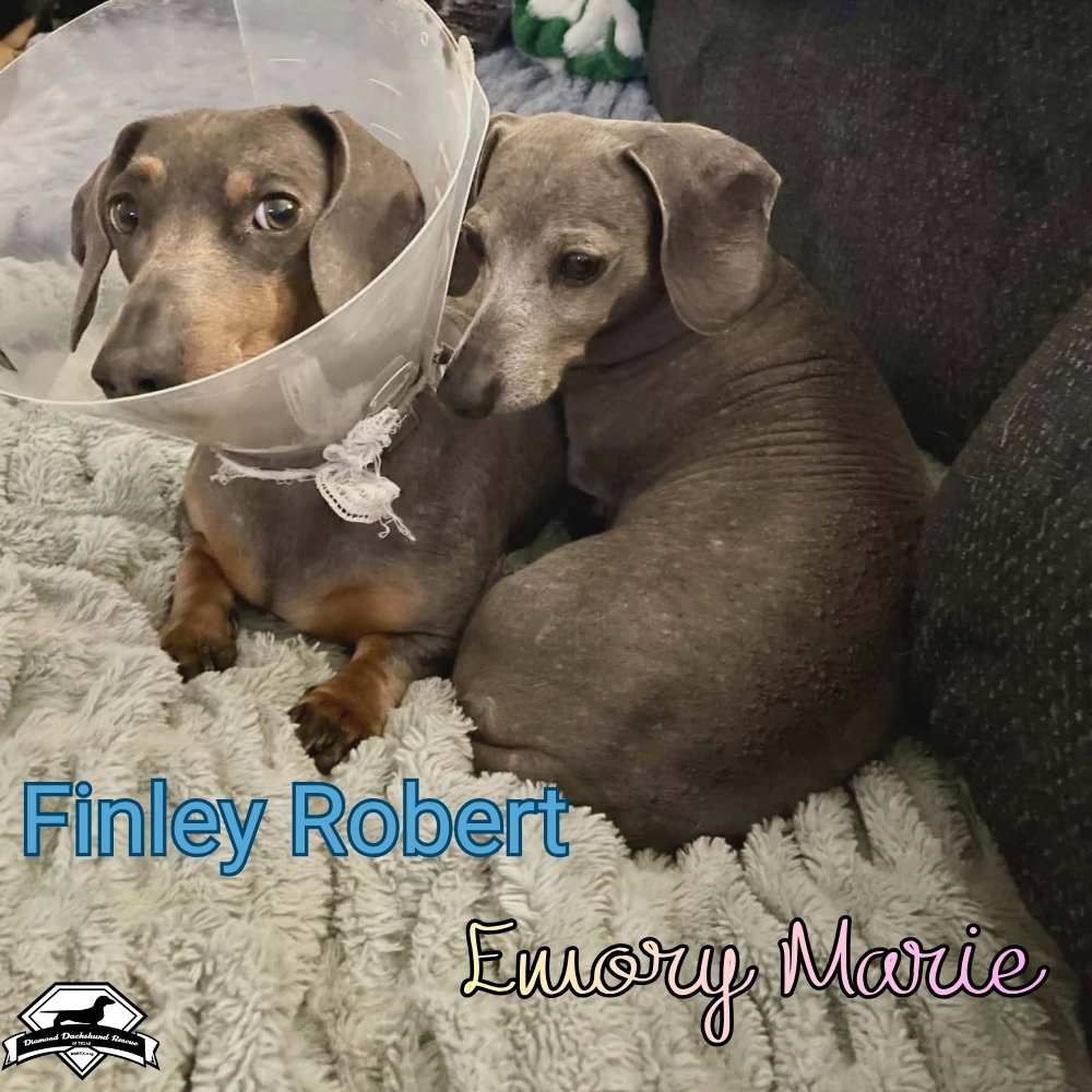 Finley Robert+, photo 7