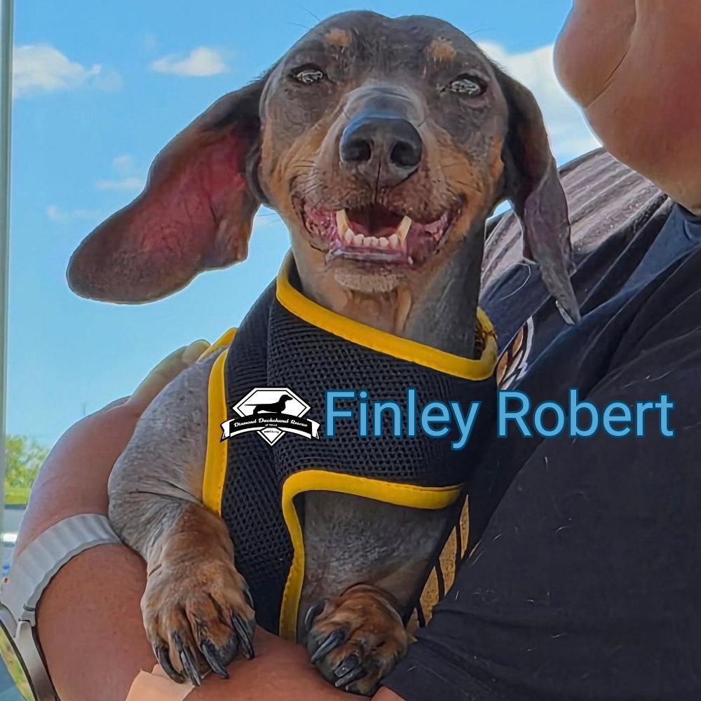 Finley Robert+, photo 8