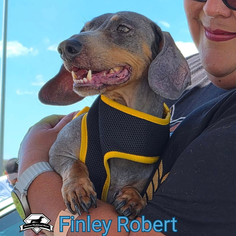 Finley Robert+, photo 9