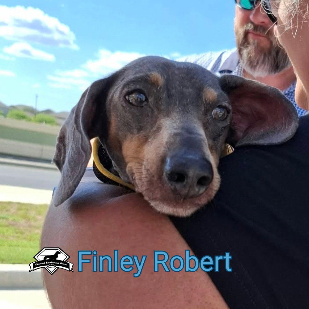 Finley Robert+, photo 10