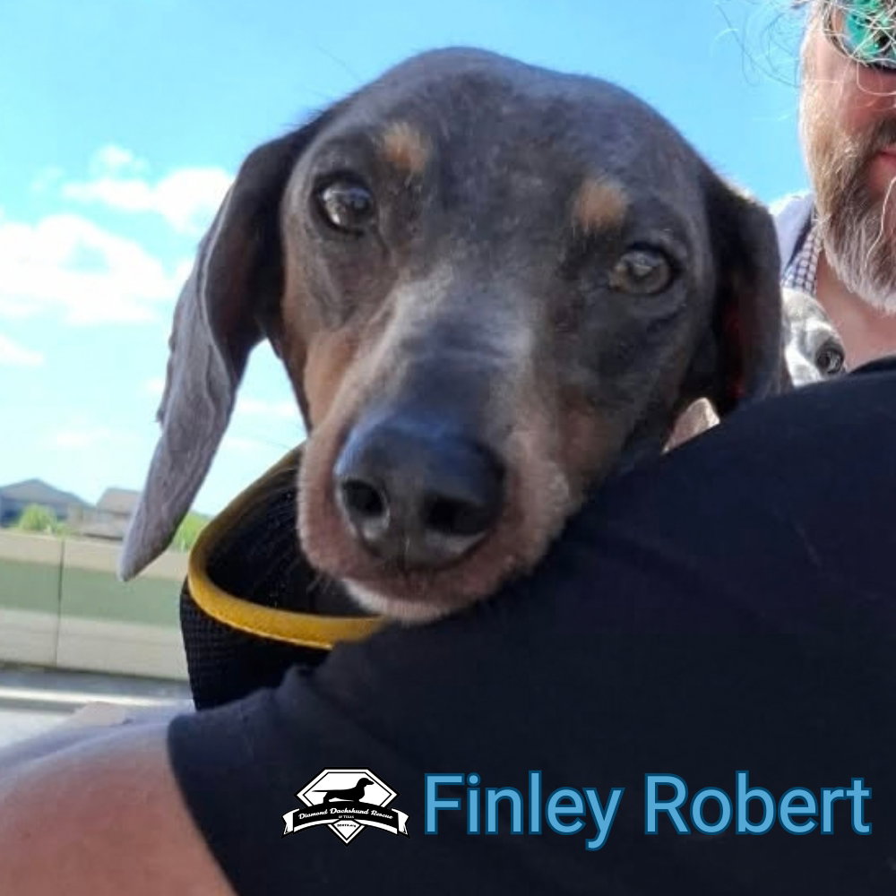 Finley Robert+, photo 11