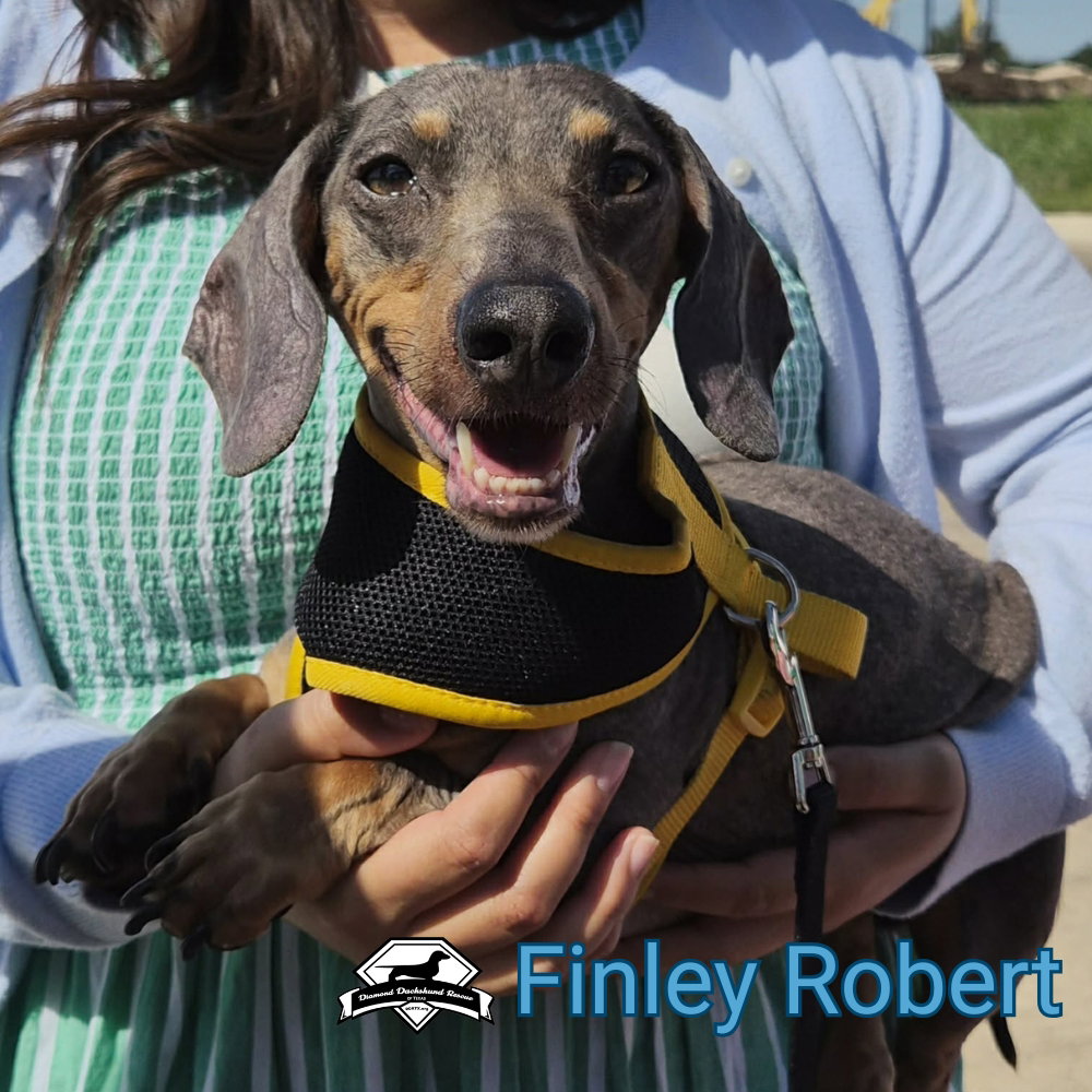 Finley Robert+, photo 12