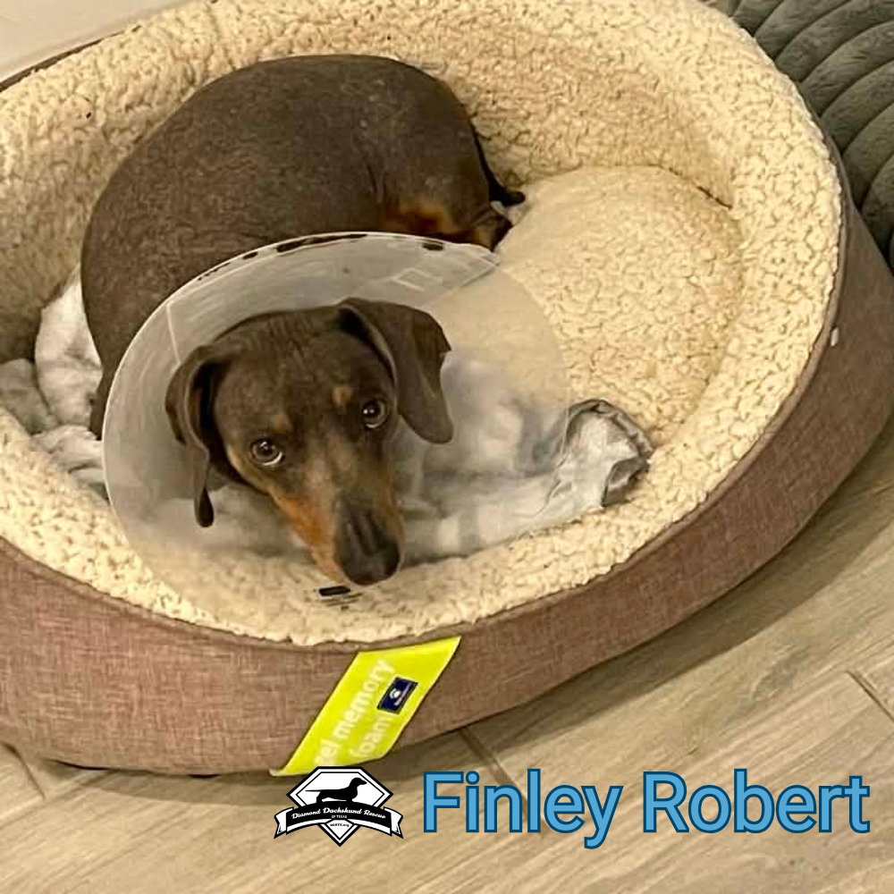 Finley Robert+, photo 13