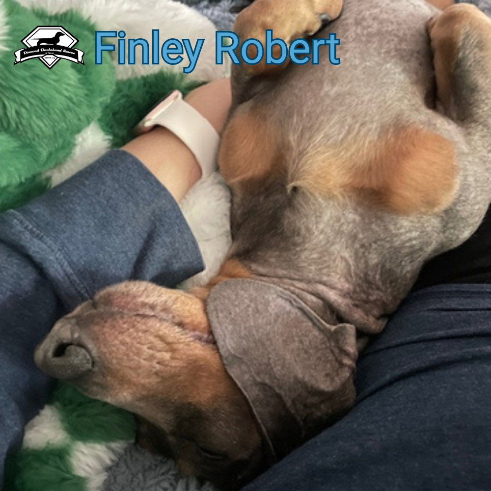 Finley Robert+, photo 14