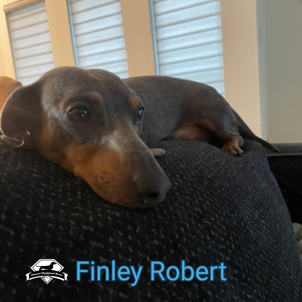 Finley Robert+, photo 15