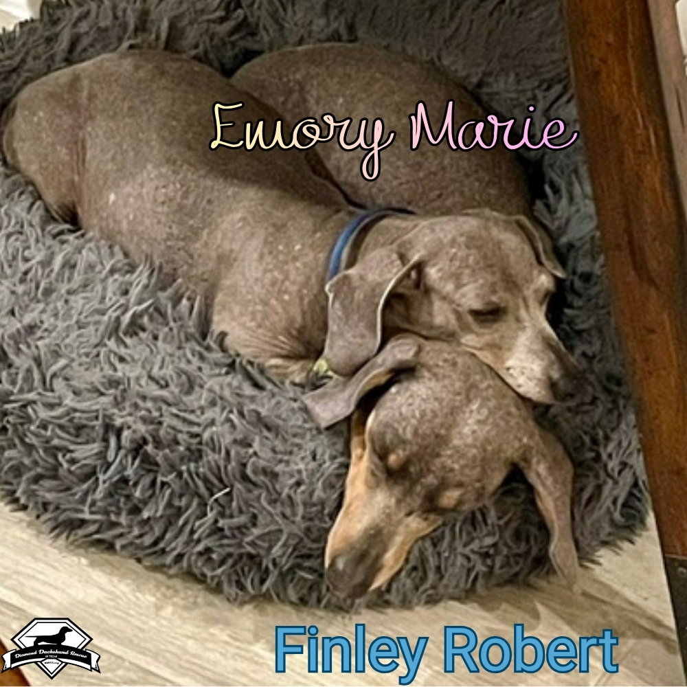 Finley Robert+, photo 16