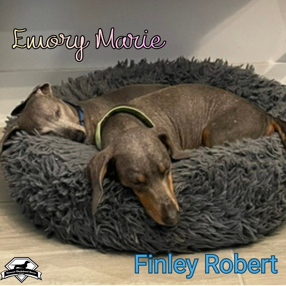 Finley Robert+, photo 17
