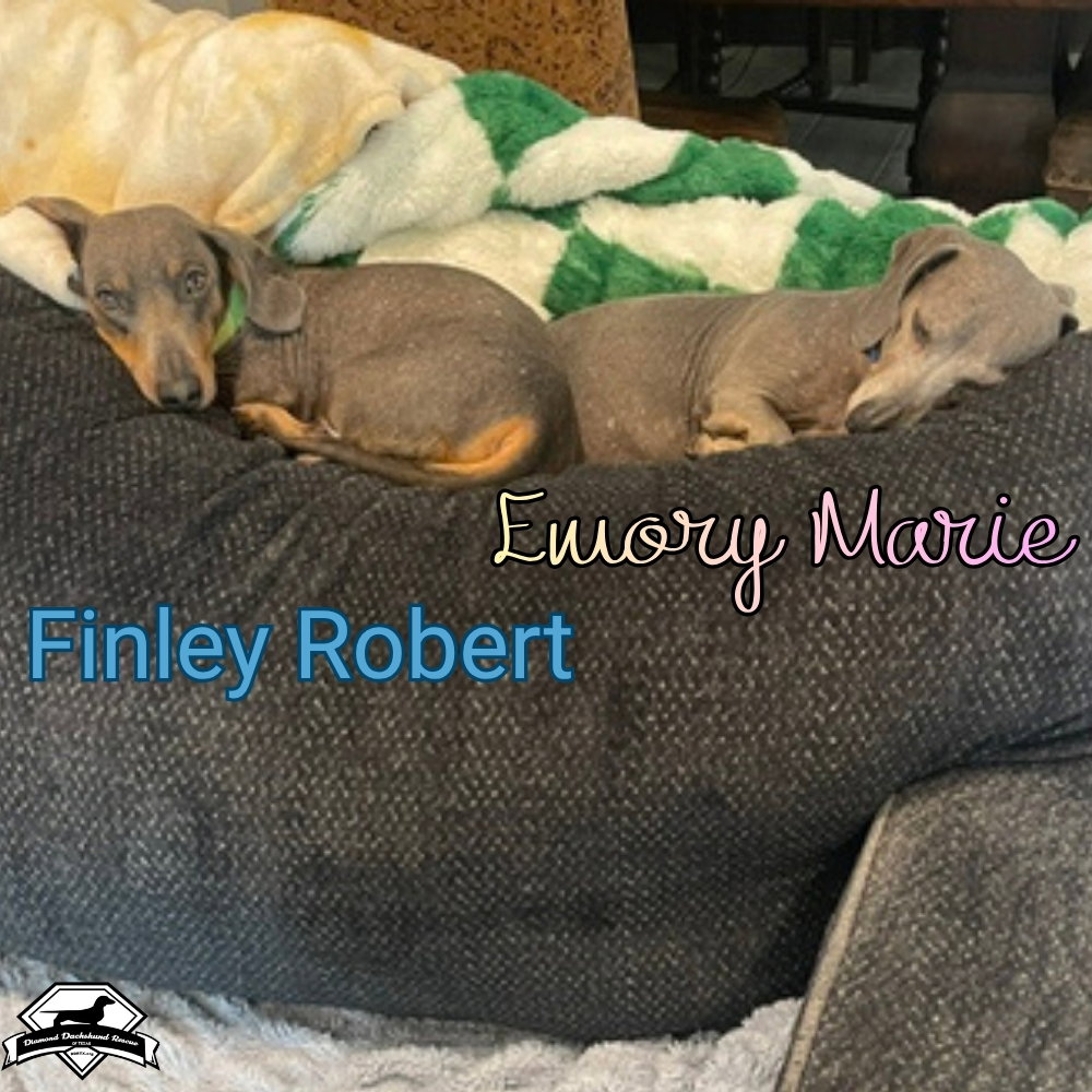 Finley Robert+, photo 18