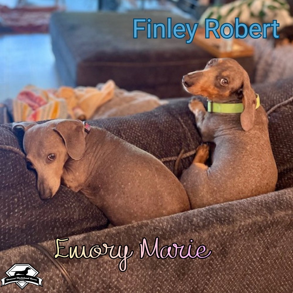 Finley Robert+, photo 20