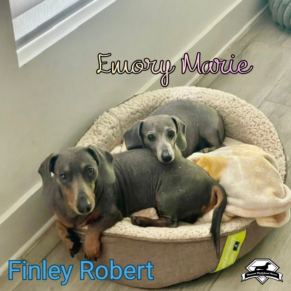 Finley Robert+, photo 21