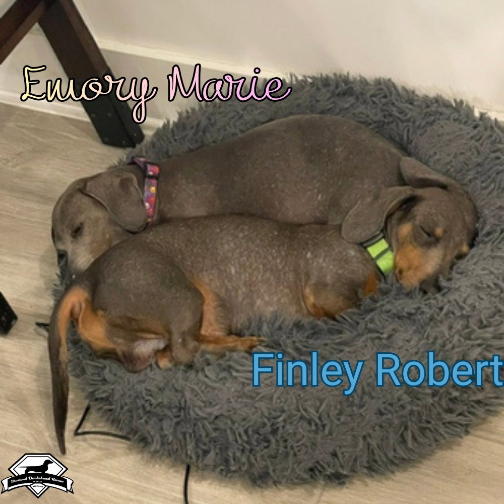 Finley Robert+, photo 22
