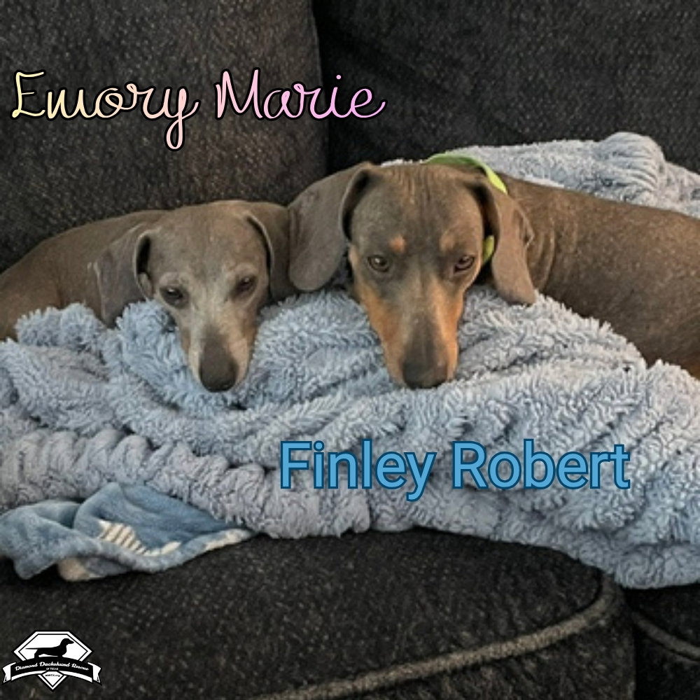 Finley Robert+, photo 23