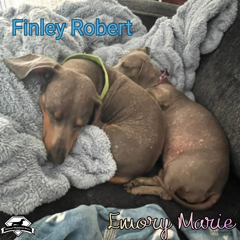 Finley Robert+, photo 24