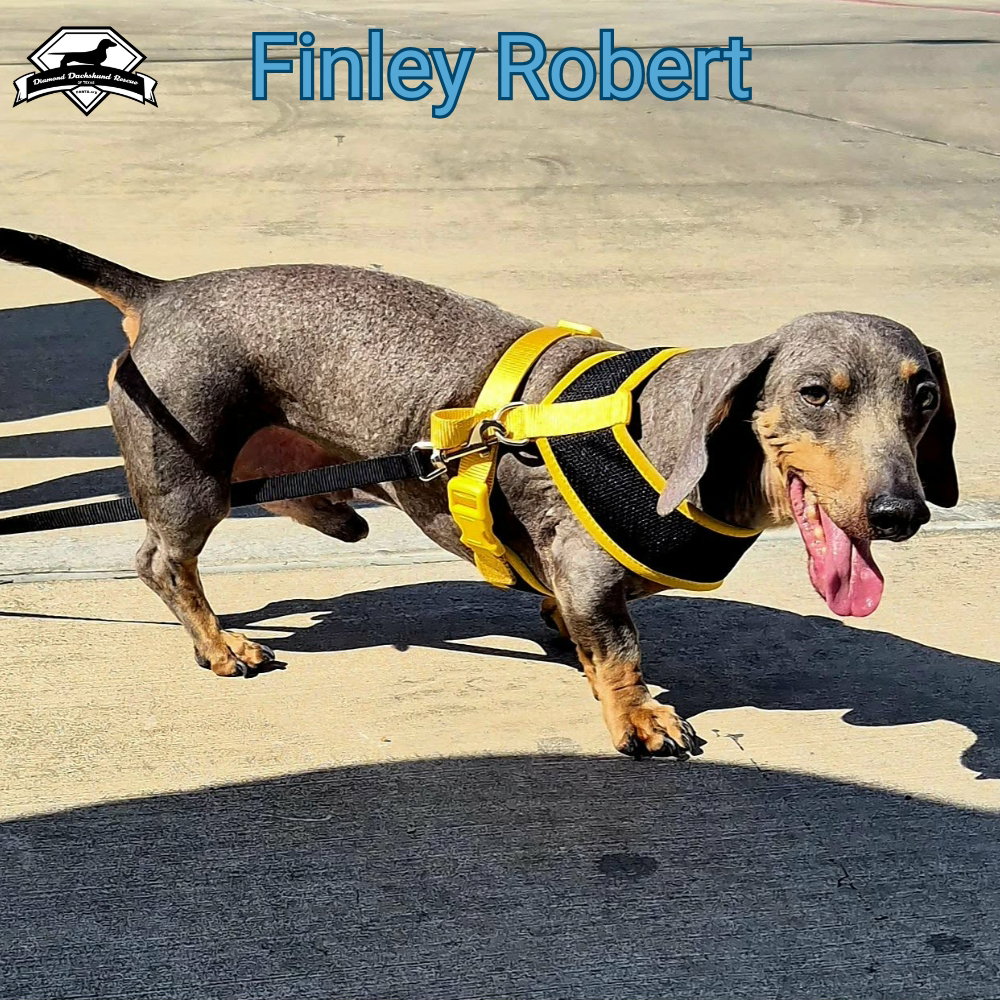 Finley Robert+, photo 2