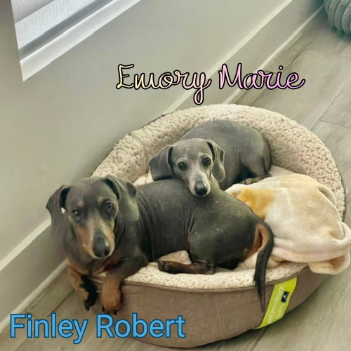 Emory Marie+, photo 12
