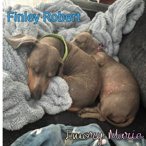 Emory Marie+, photo 14