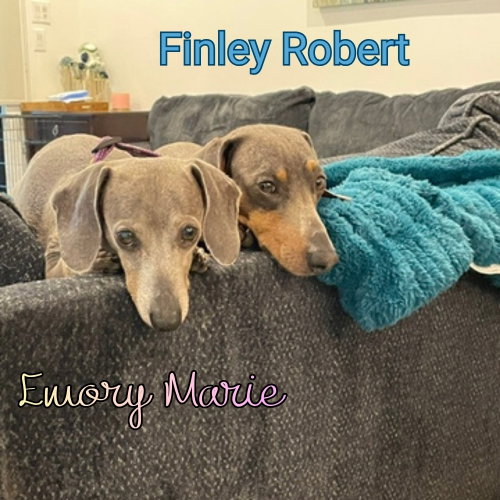 Emory Marie+, photo 15