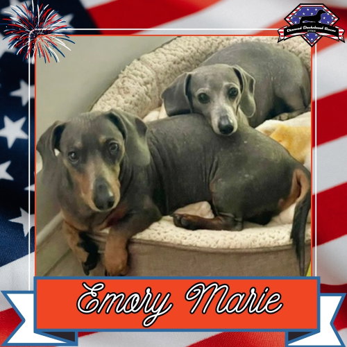 Emory Marie+, an adoptable Dachshund in San Antonio, TX