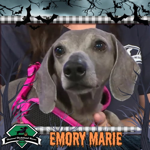 Emory Marie+, a dog for adoption from Diamond Dachshund Rescue of Texas