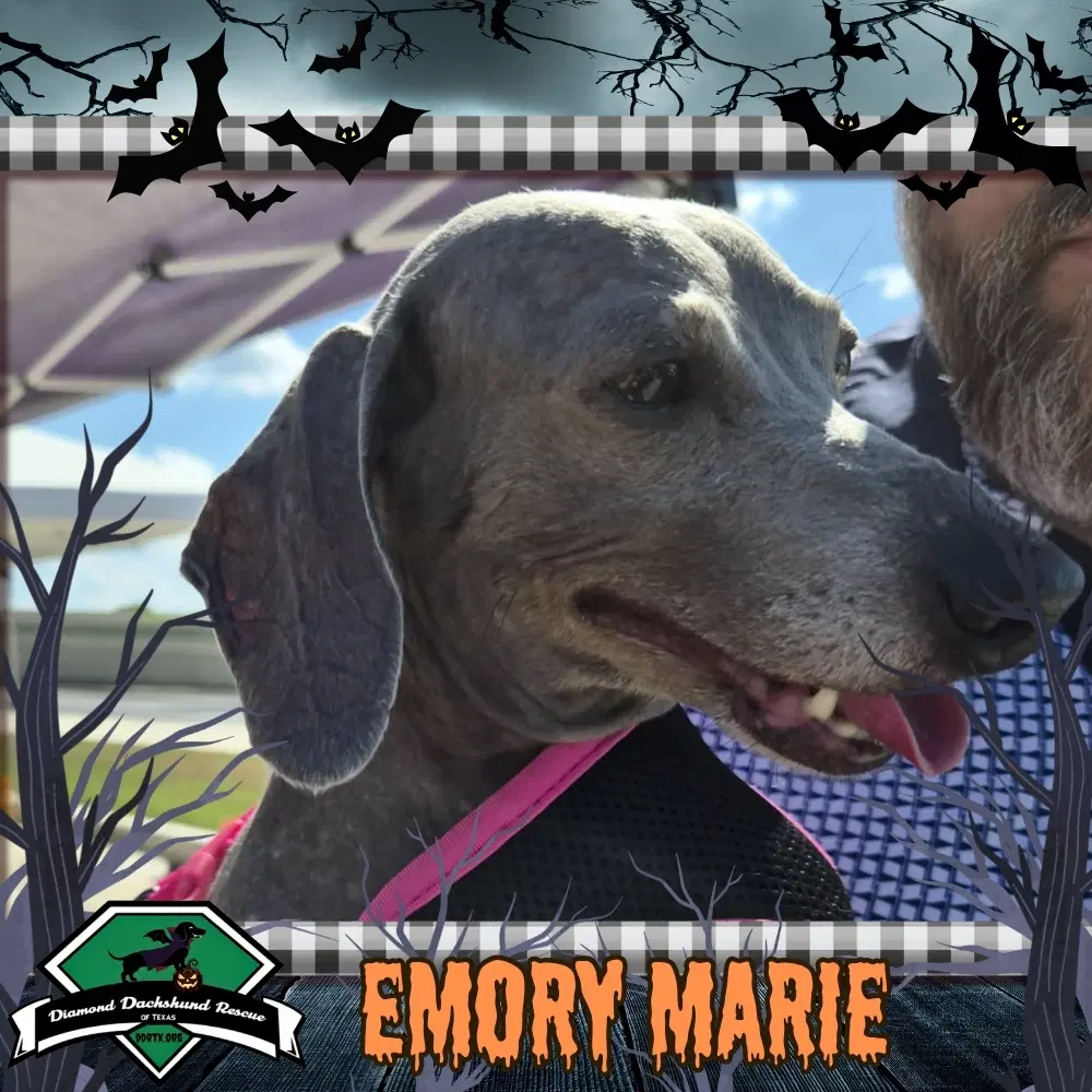 Emory Marie - Dachshund