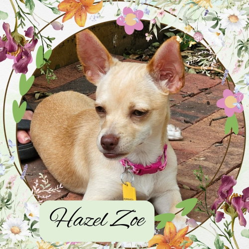 Hazel Zoe, an adoptable Dachshund in San Antonio, TX