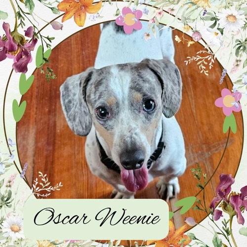 Oscar Weenie, an adoptable Dachshund in San Antonio, TX