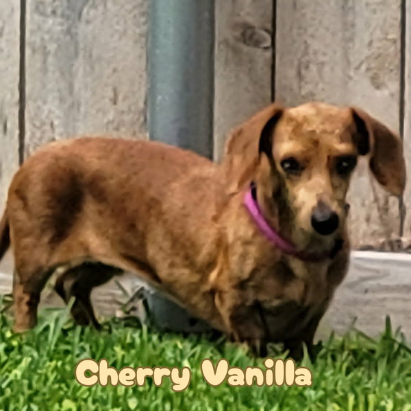 Cherry Vanilla