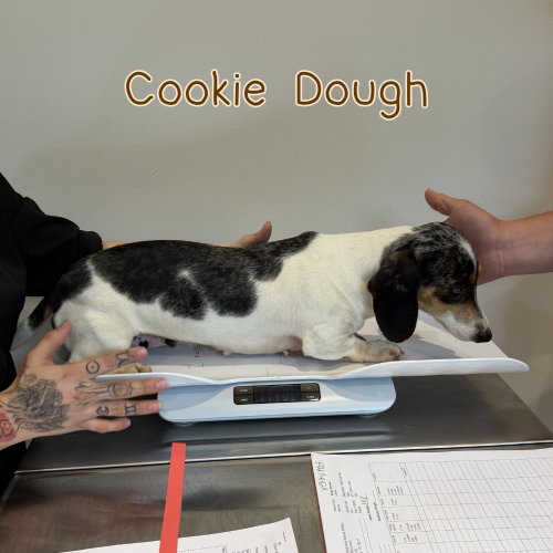 Cookie Dough photo 7