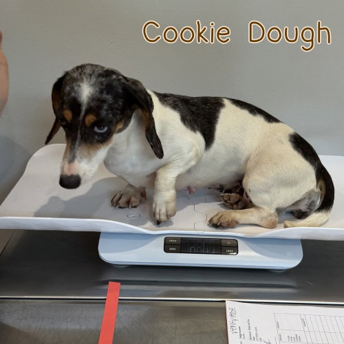 Cookie Dough photo 8