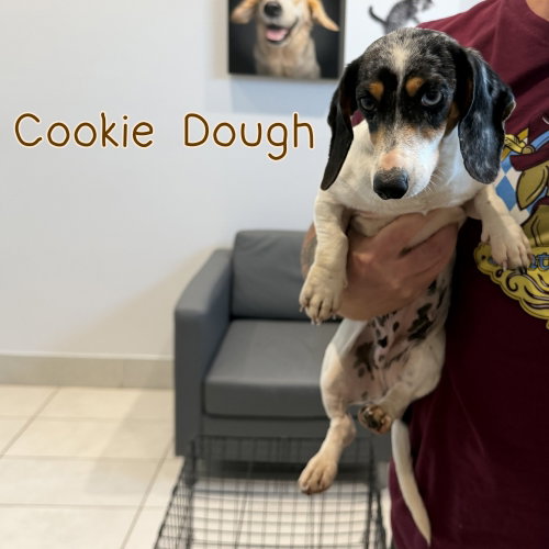 Cookie Dough photo 4