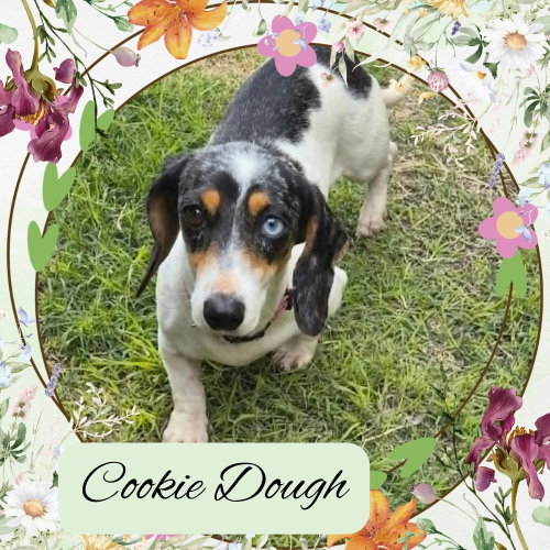 Cookie Dough, an adoptable Dachshund in San Antonio, TX