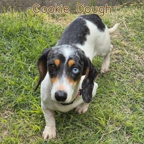 Cookie Dough photo 9