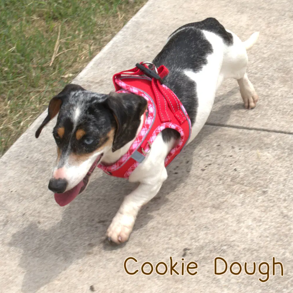 Cookie Dough image 4