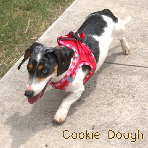 Cookie Dough photo 2