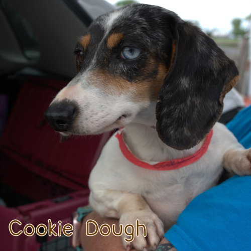 Cookie Dough photo 3