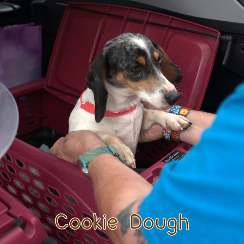 Cookie Dough photo 10